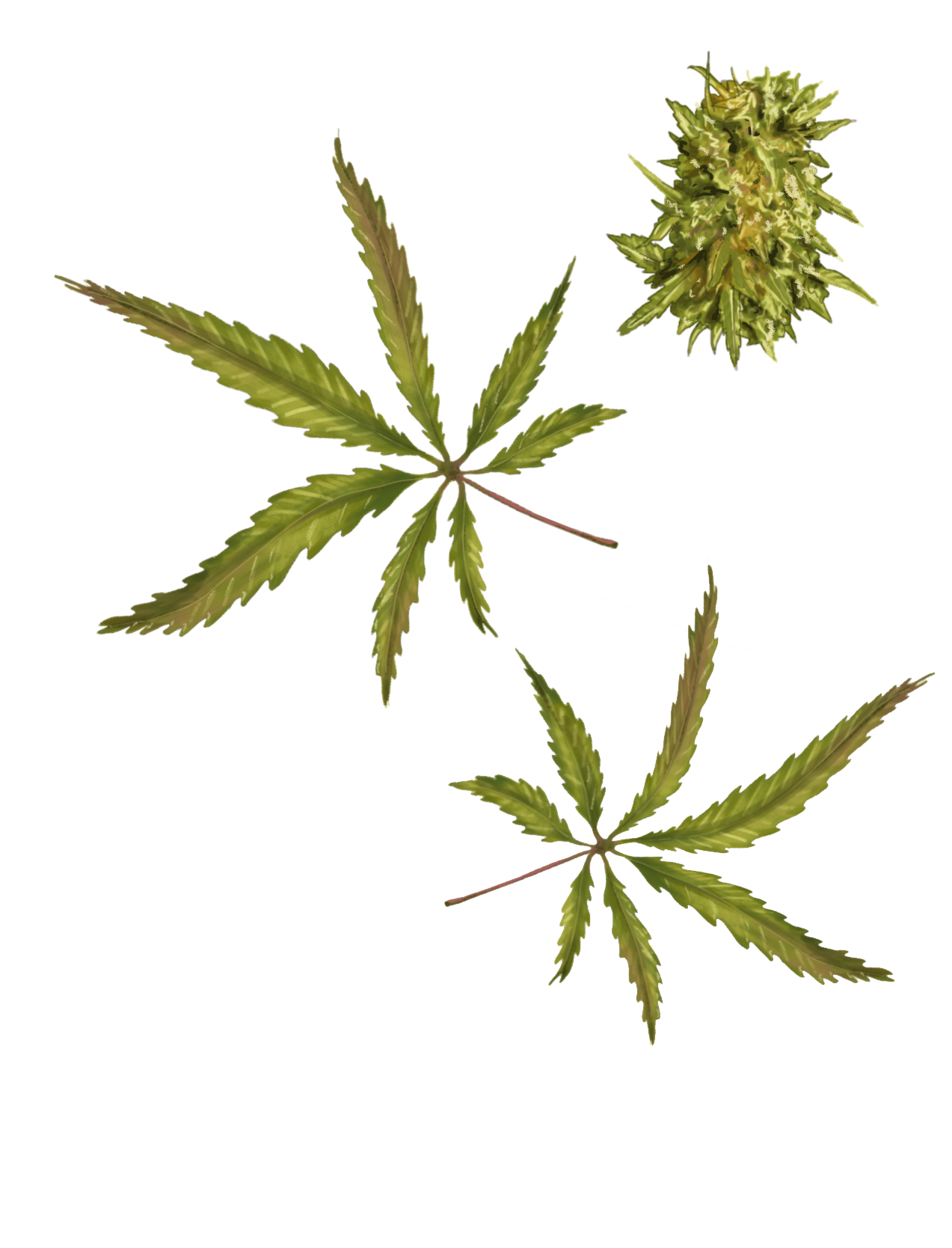 Cannabis_Leaf_And_Flower-1